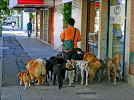 Dog Sitter a Londra