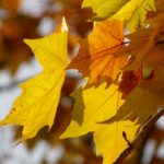 leaves-10704_960_720