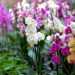 orchid-3479539_960_720