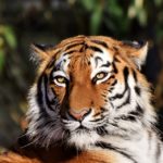 tiger-3424791_960_720