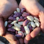 runner-beans-1835646_960_720