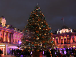 albero