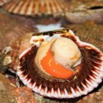 scallop-1085084_960_720